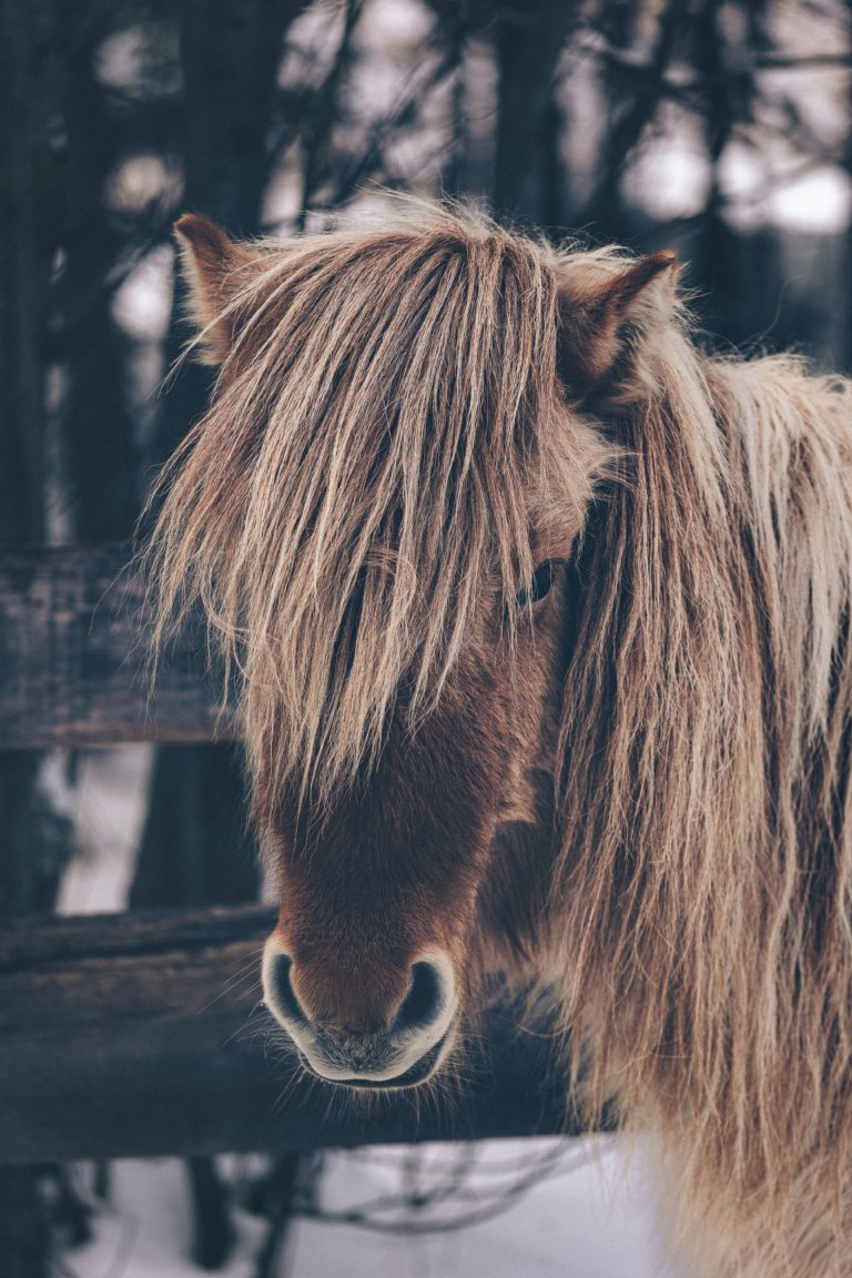 pexels-eberhard-grossgasteiger-2317182