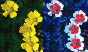 Potentilla anserina. Flowers in UV light